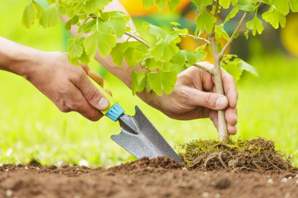 Fruit Tree Planting in Tempe