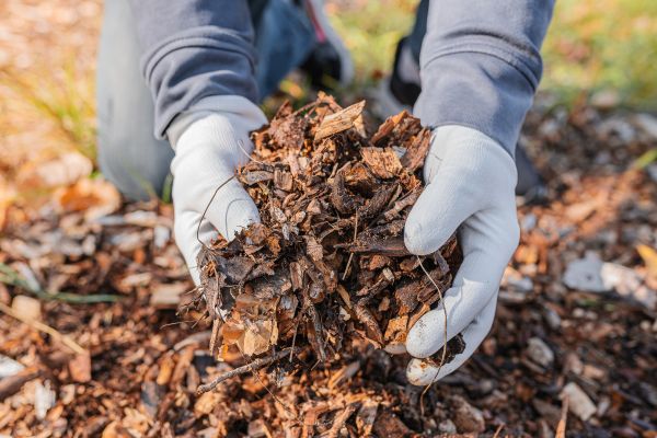 Shredded Mulch Installation in Tempe