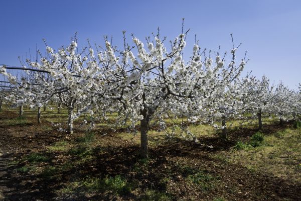 Orchard Planting in Tempe
