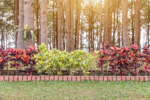 Small Garden Landscaping in Tempe