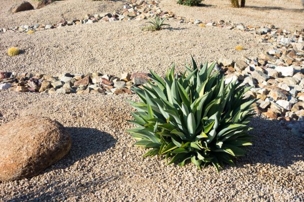 Xeriscaping Service in Tempe