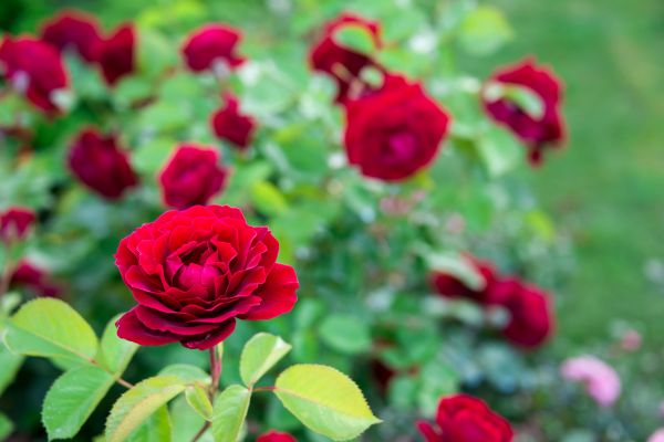 Rose Planting in Tempe