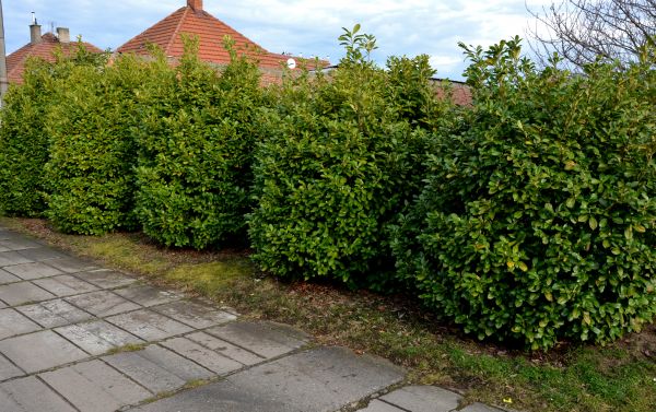 Privacy Shrub Installation in Tempe