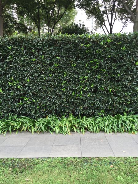 Privacy Shrub Planting in Tempe