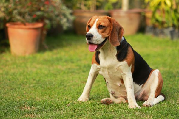 Dog Friendly Landscaping in Tempe