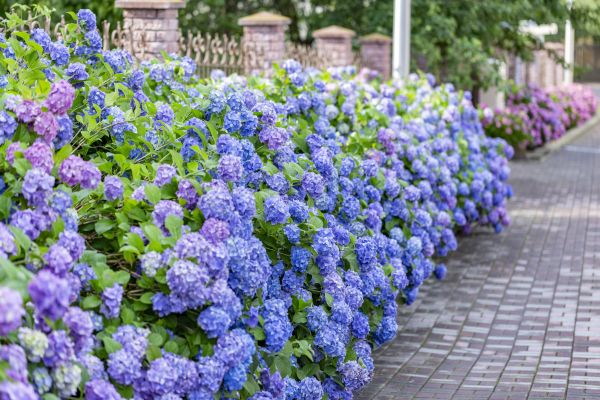 Hydrangea Landscaping in Tempe