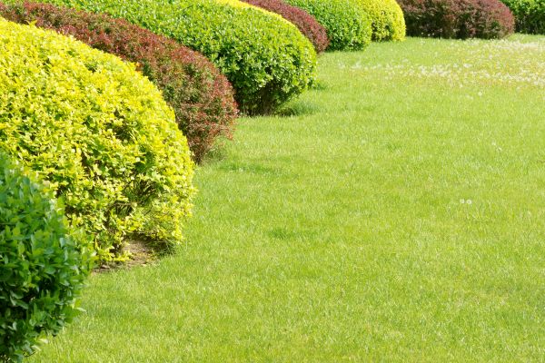 Shrubbery Planting in Tempe