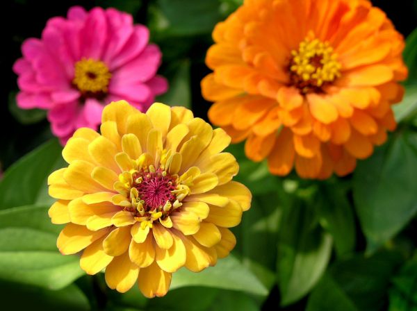 Zinnia Planting in Tempe