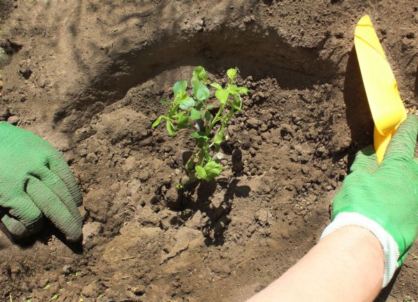 Rose Bush Planting in Tempe