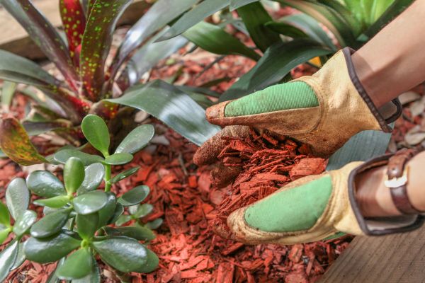Residential Mulching in Tempe