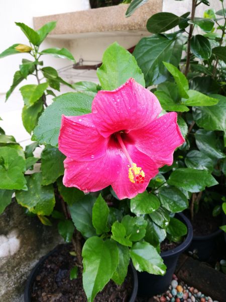 Hibiscus Planting in Tempe