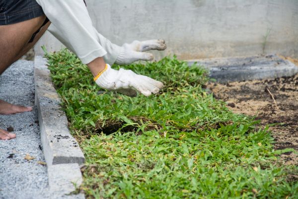 Ground Cover Planting in Tempe