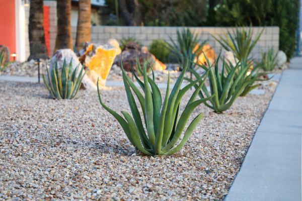 Drought Resistant Landscaping in Tempe