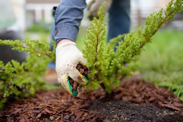 Church Mulching in Tempe