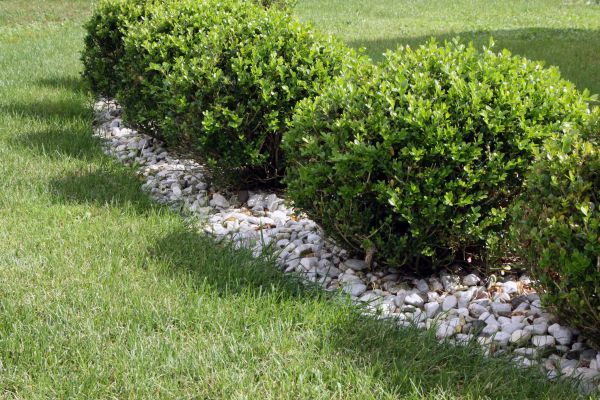 Boxwood Planting in Tempe