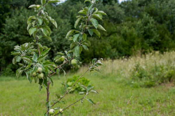 Apple Tree Planting in Tempe