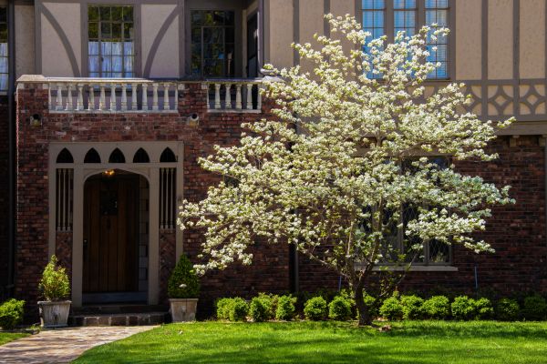 Dogwood Tree Planting in Tempe