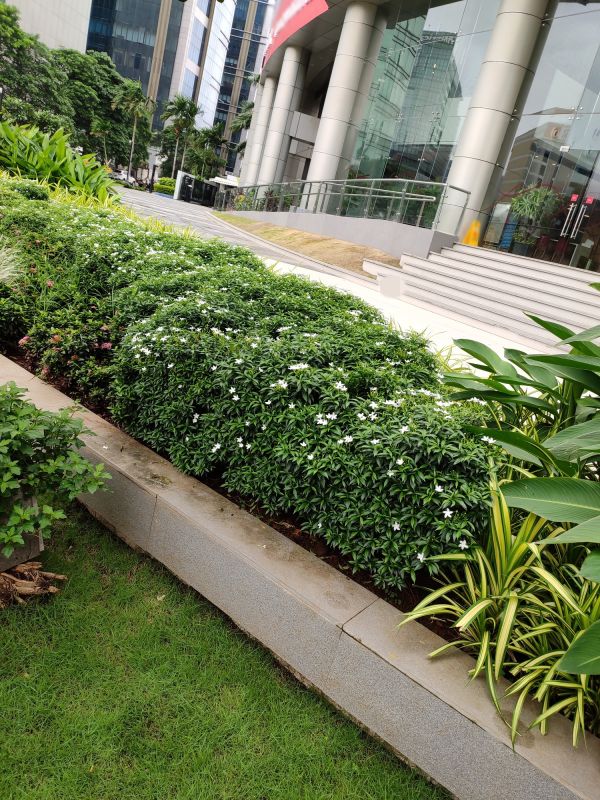 Landscape Edging Service
