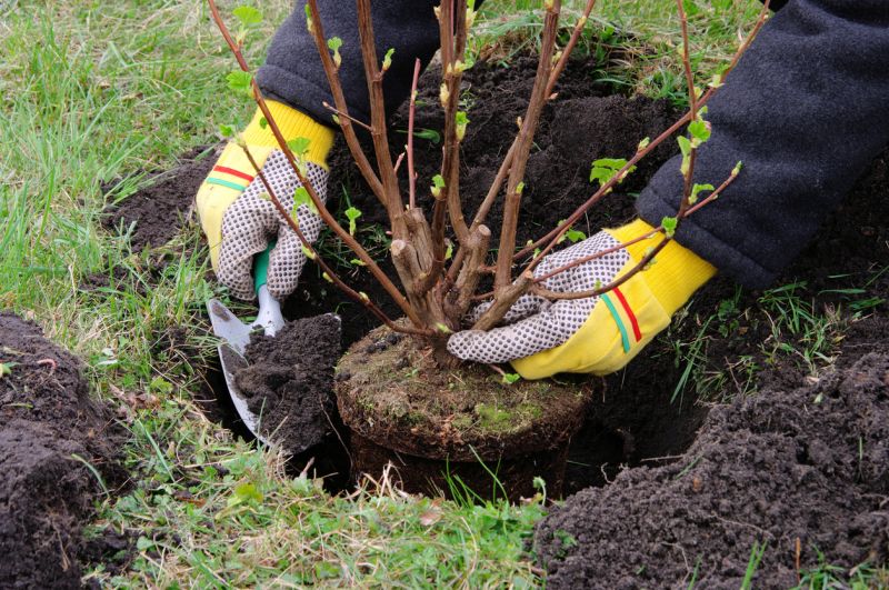 Privacy Shrub Installation